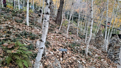 단풍명소_화담숲_자작나무숲