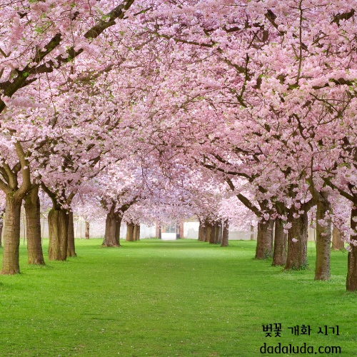 벚꽃 개화 시기 2025 인천 벚꽃 구경 볼만한 곳