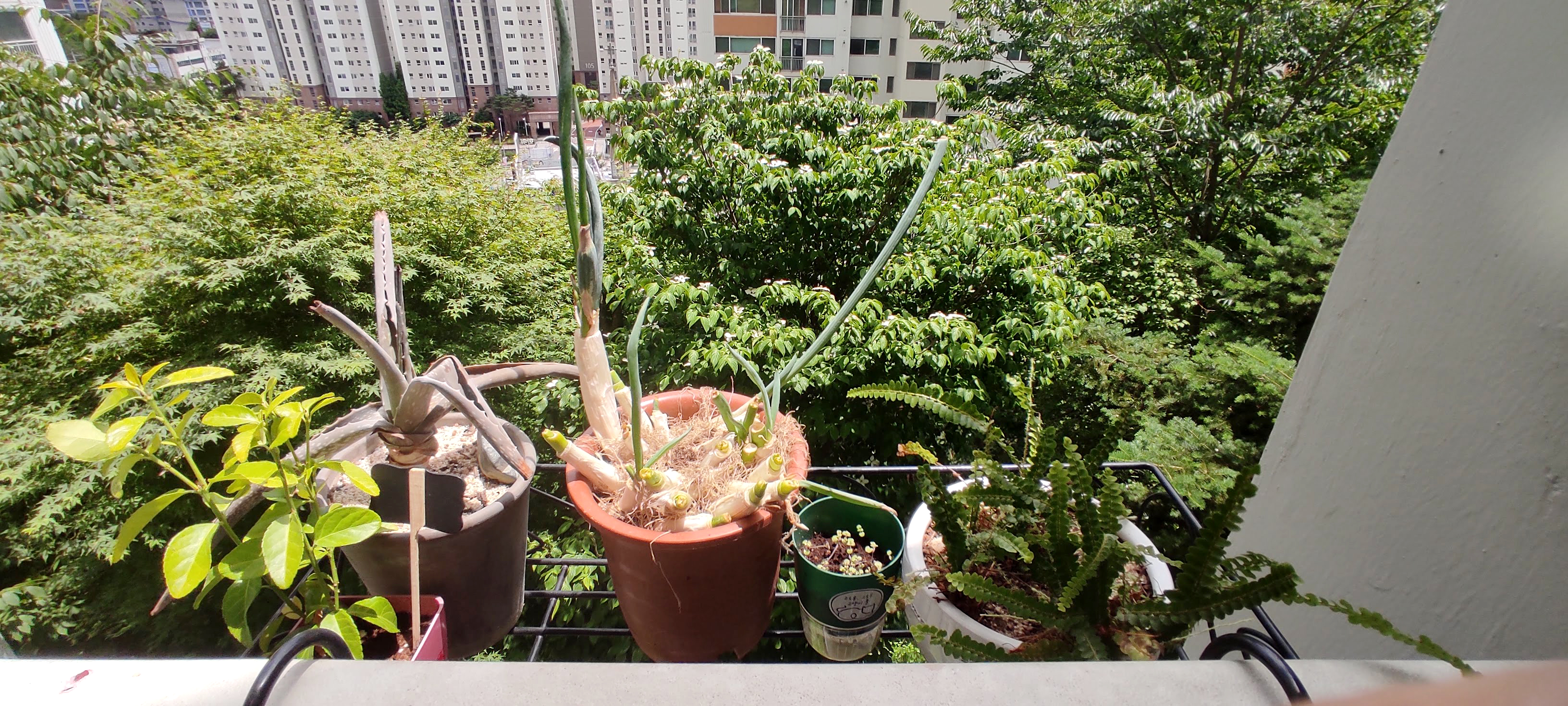 지금은 뿌리파리가 없지만 햇빛을 받으라고 내놓은 화분걸이