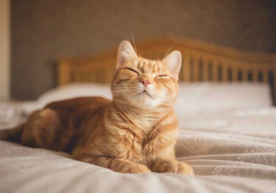 고양이가 울고 있는 이미지 이미지