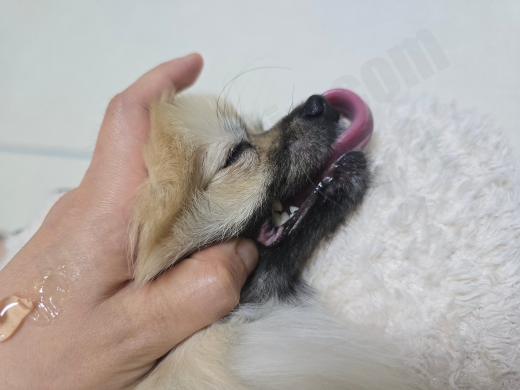 강아지 양치질을 하는 모습