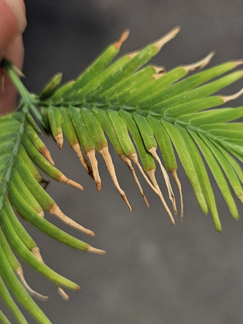 메타세쿼이아 잎마름병2