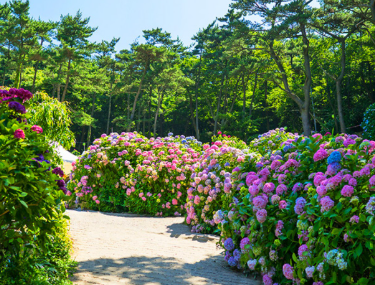 경상권 수국명소 추천 7곳, 여름의 정취를 만끽할 수 있는 곳