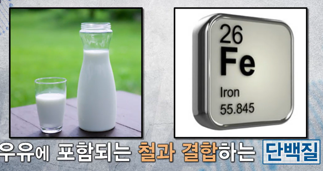 락토페린