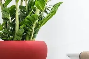 금전수