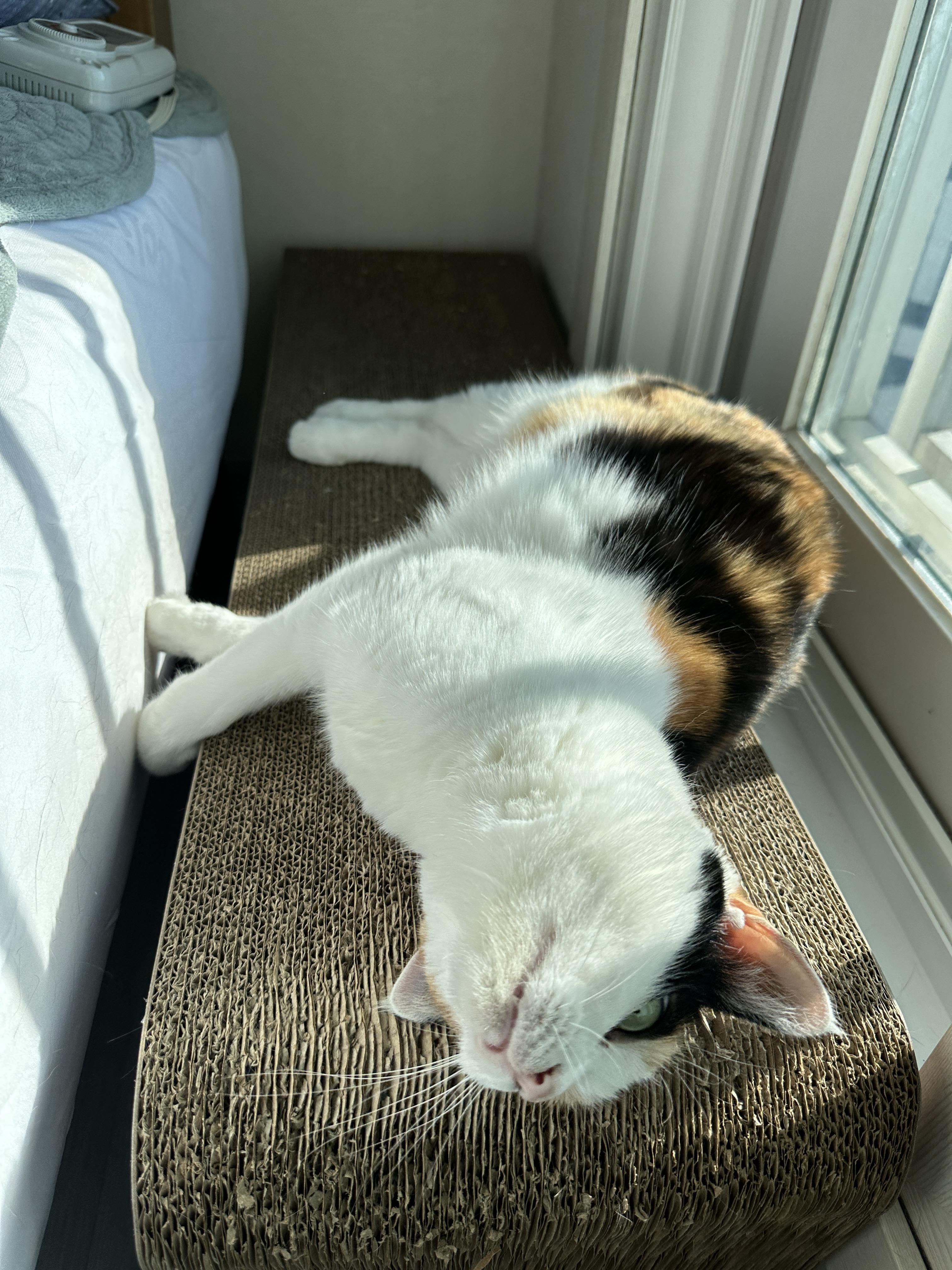 햇볕_잘_드는_창가_스크래쳐에_부비부비중인_요미