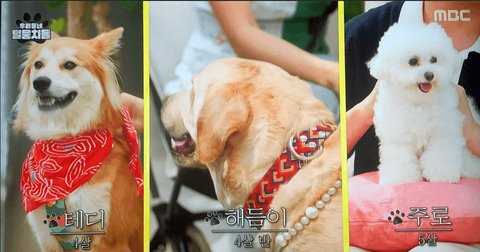 MBC 새로운 동물 프로그램 &amp;#39;우리동네 털뭉치들&amp;#39;