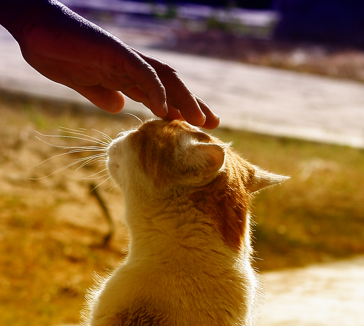 고양이와 교감하는 사진