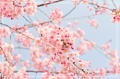 핑크색-벚꽃