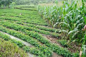 2024 공익직불제 신청방법 및 신청기간 혜택 총정리