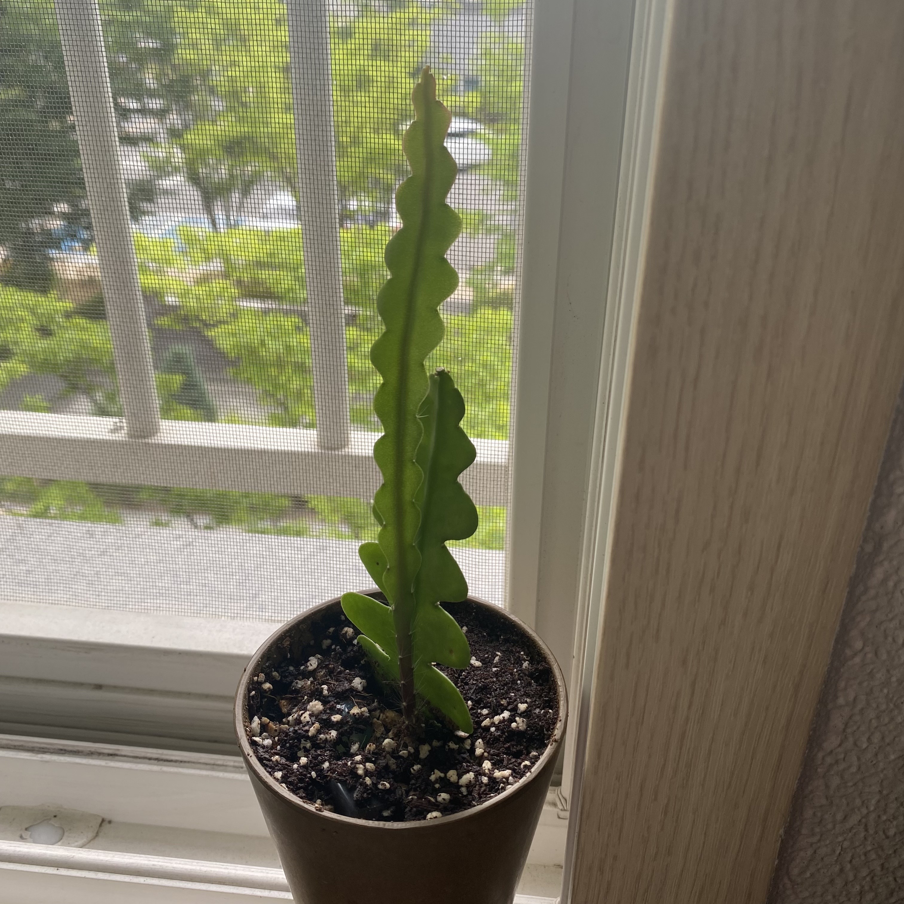 피쉬본