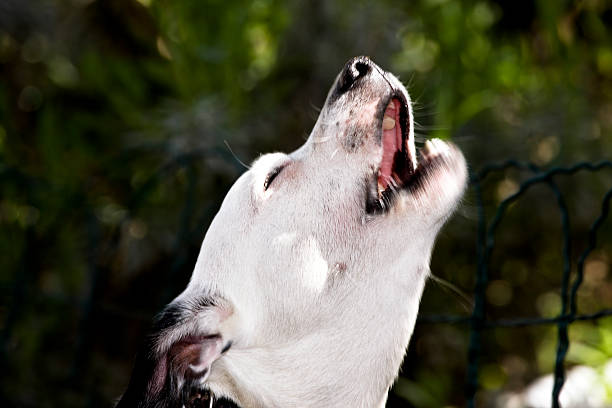 강아지 하울링 줄이는 훈련법
