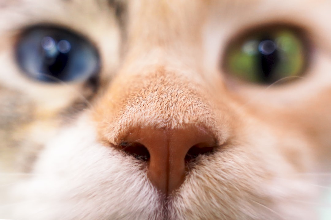 Nose.