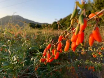 구기자 재배 삽목 번식 가지치기 건조 보관_9