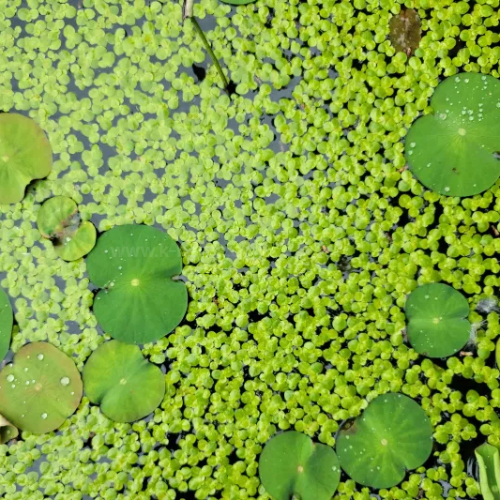부평초(개구리풀) Duckweed