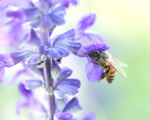 신안 퍼플섬 라벤터 축제