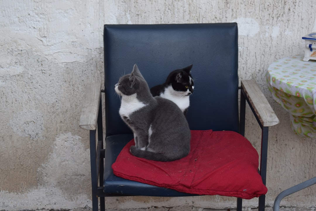 Pet Groomer