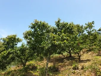 밤나무 재배 수분 수정 꽃가루 관리 해충 방제_9