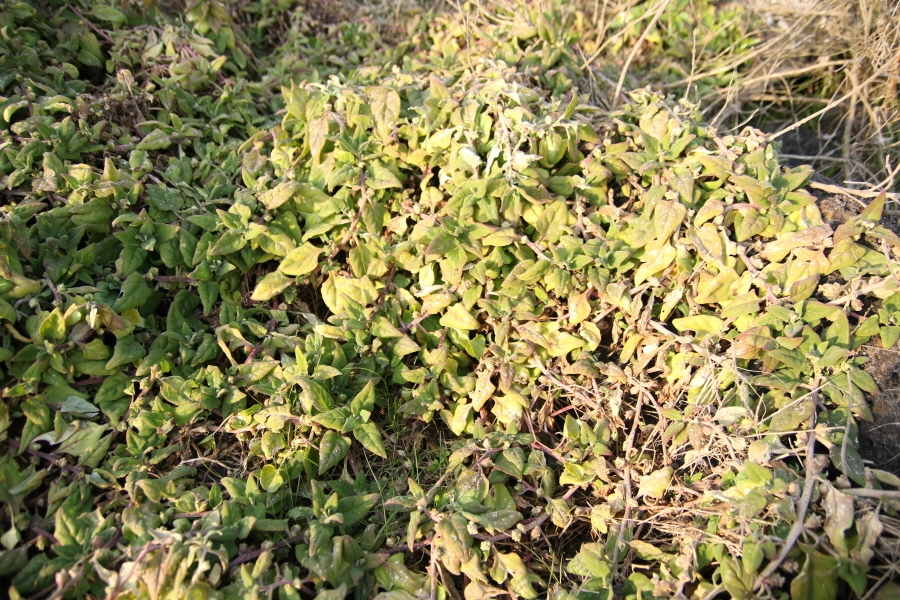 번행초 자라는 모습