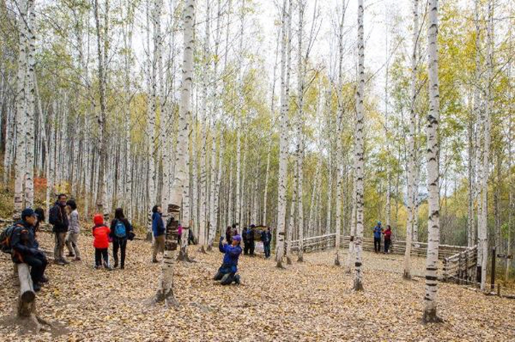 인제 자작나무숲