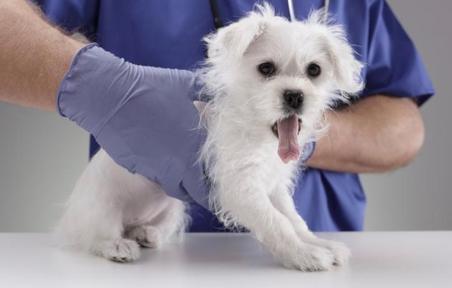 강아지 기관허탈 초기증상 체크리스트