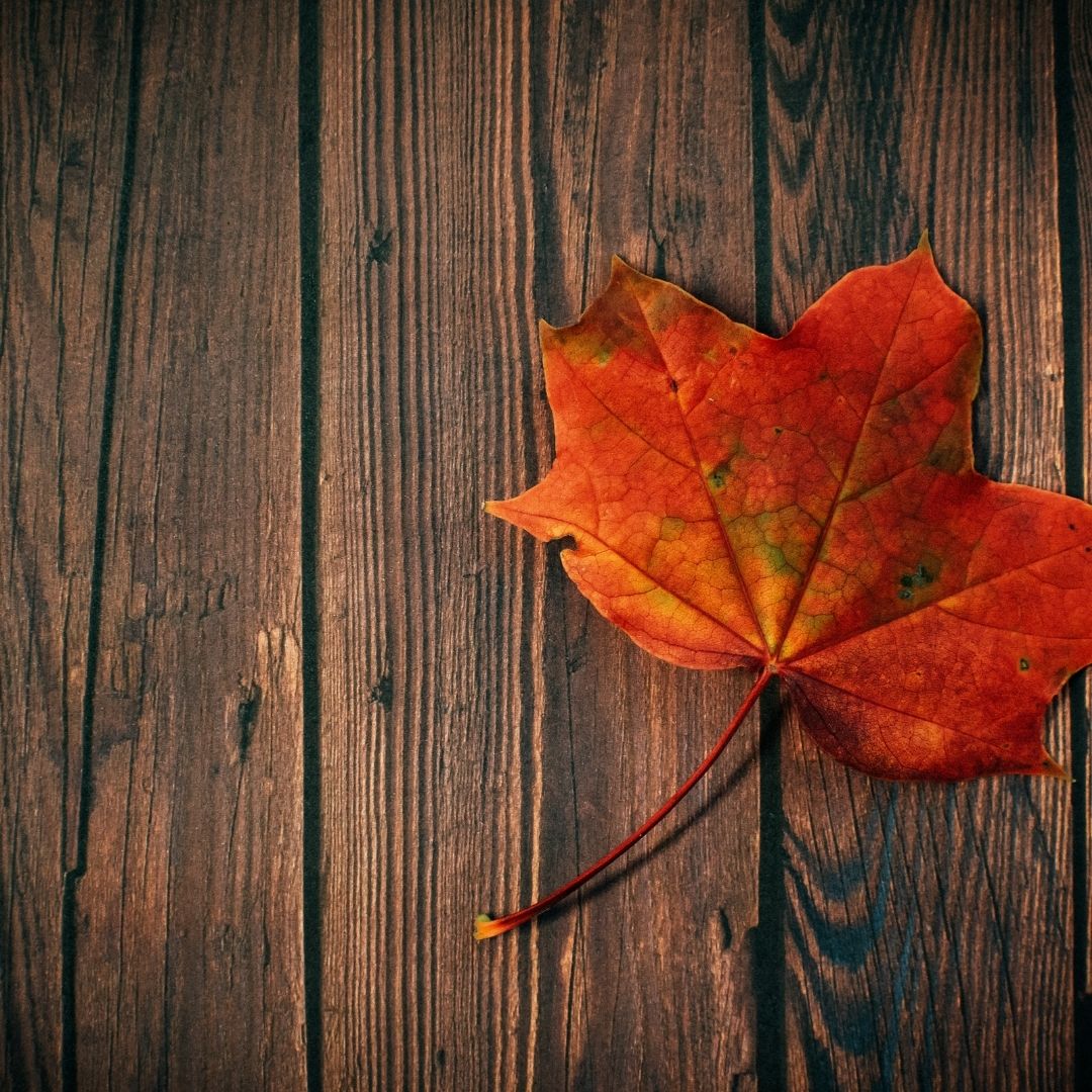 가을 단풍 여행 일정