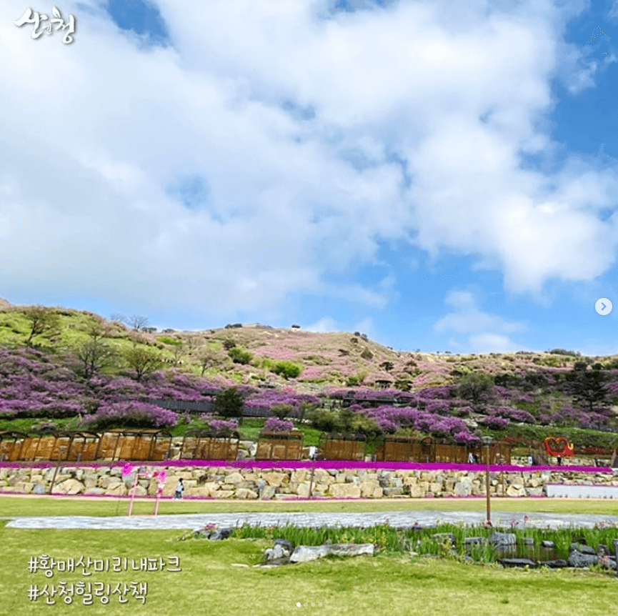 황매산 철쭉축제 기간