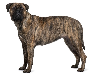 불마스티프가 서 있는 모습.