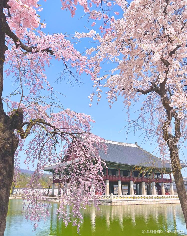 벚꽃 개화시기와 벚꽃명소 경복궁