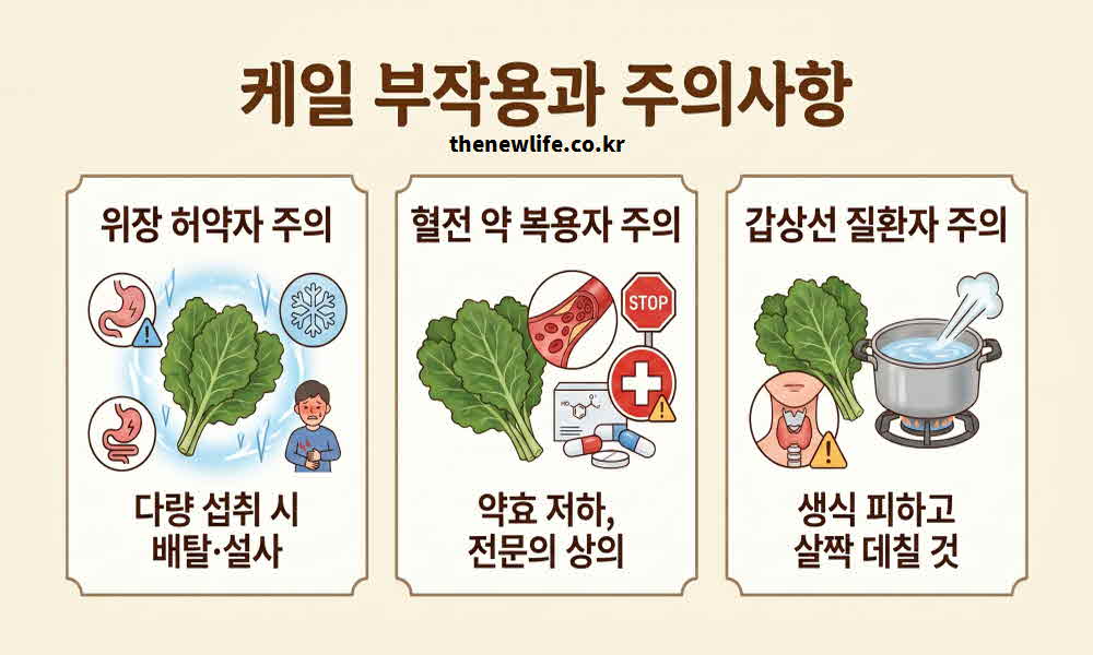 케일 효능 부작용 주의사항