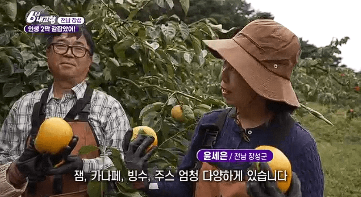 전남 장성 감농장 대안감 &amp;#39;동화나라농장&amp;#39;