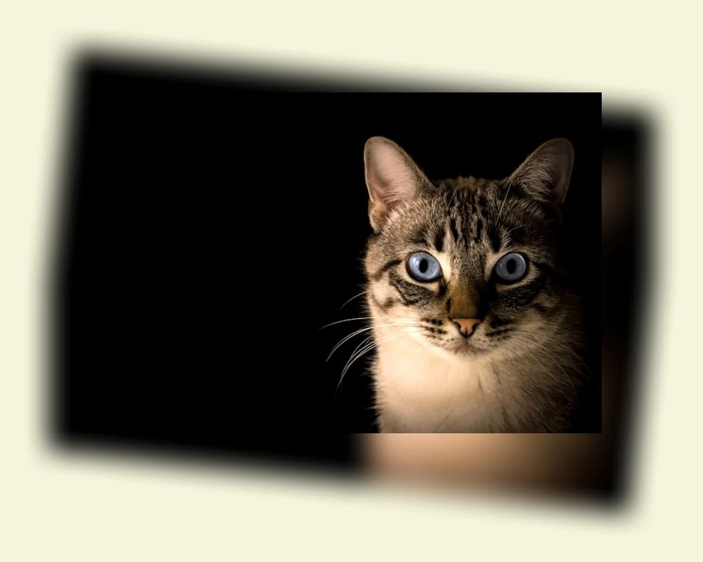 고양이 화장실 관리_3_subsection