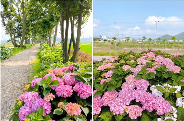 신안섬수국축제