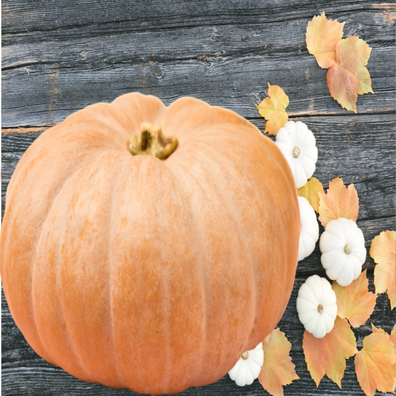 늙은 호박 효능 보관법 알기