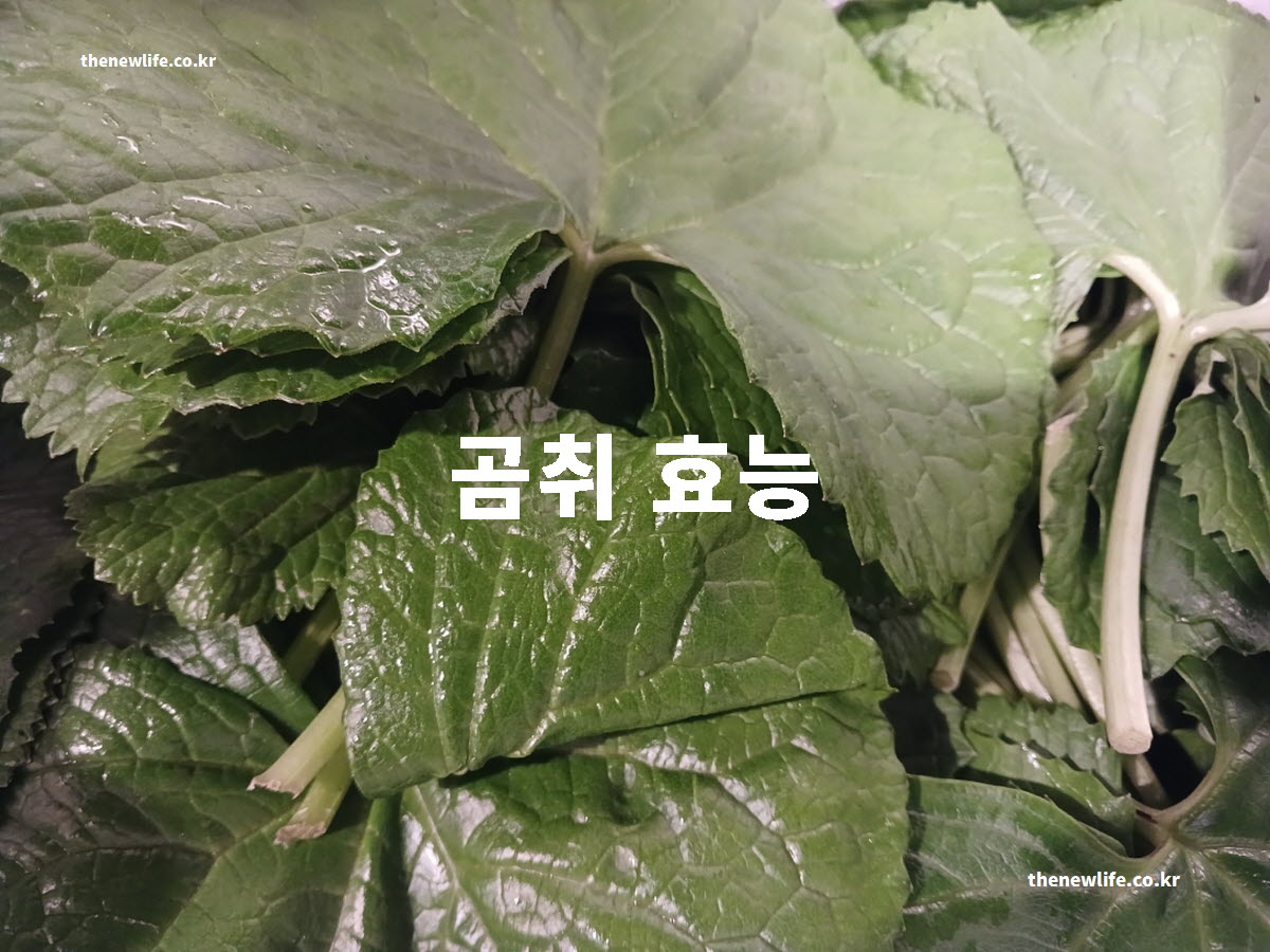 곰취 효능 대표 실사진