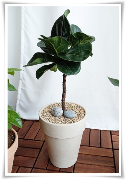 "고무나무 키우기" 실내 정원에 매력을 더하는 초록 친구!