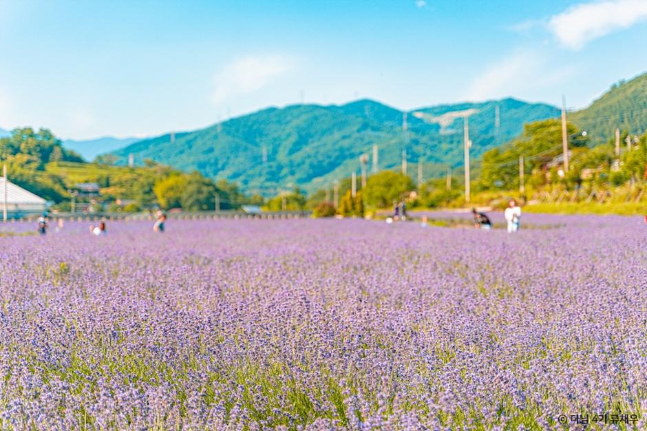 라벤더 명소 개화시기 꽃말