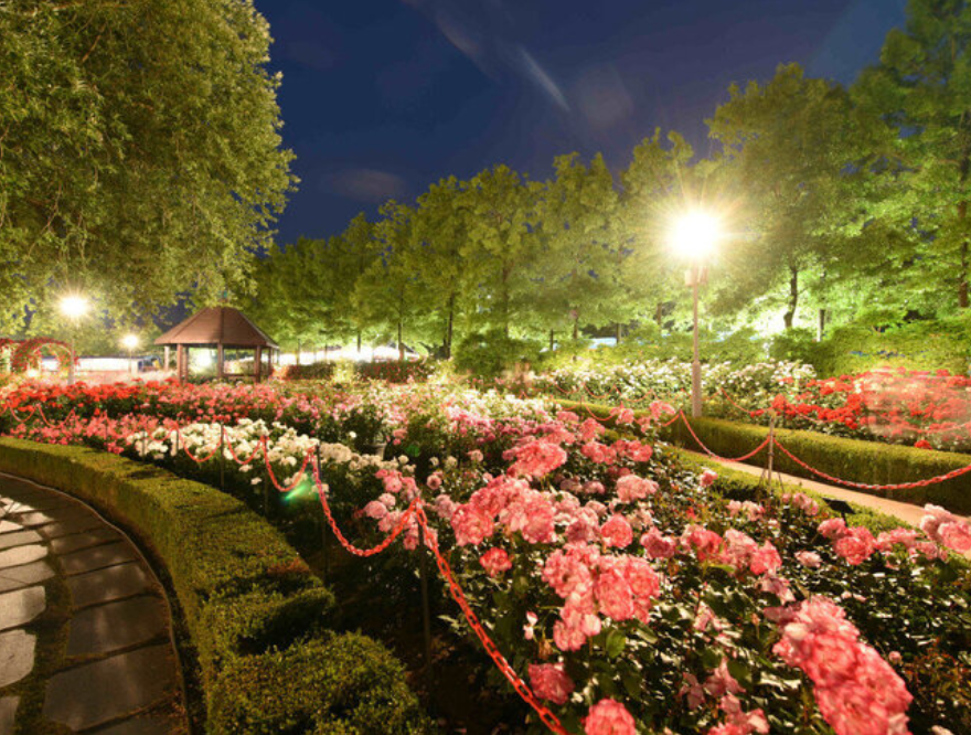 곡성 세계장미축제 개화상황