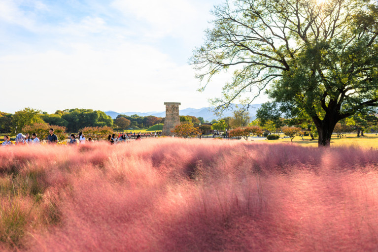 경주 핑크뮬리 군락지