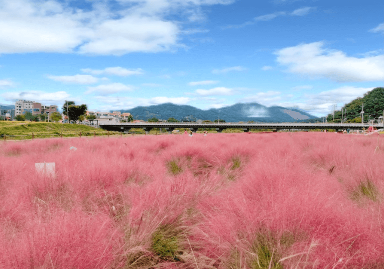 핑크 뮬리 명소 - 유구 정원