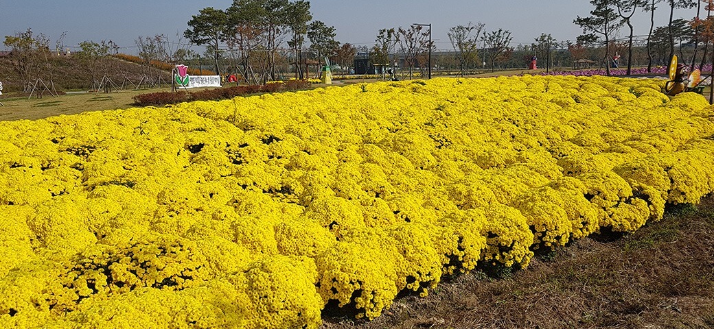 평택 농업생태원 수국