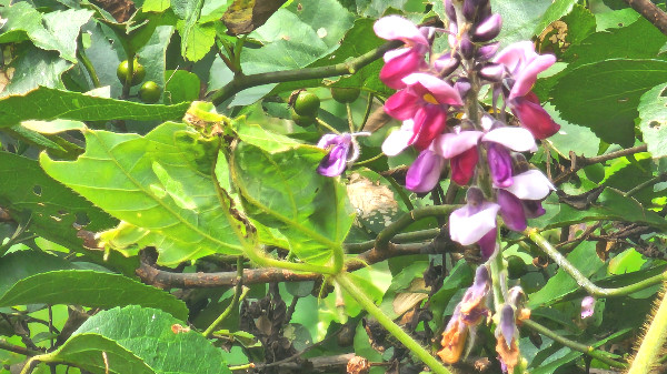 칡꽃(갈화葛花)