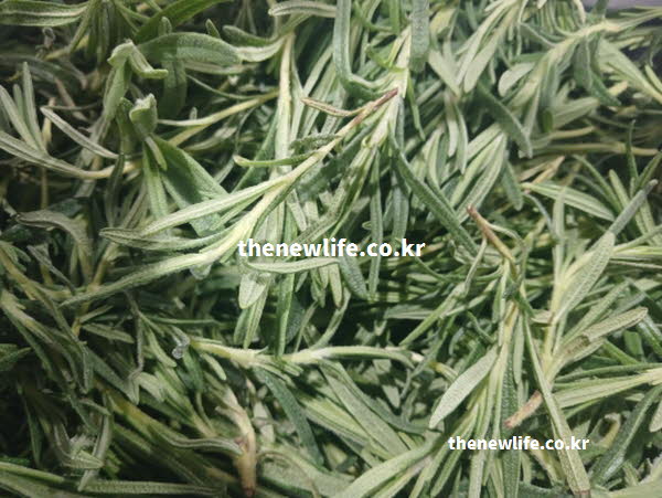 로즈마리 차 효능이 소화 기능 개선에 도움을 주는 시네올이 함유된 실사진