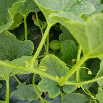 참외 순치기 순지르기 방법과 그림으로 쉽게 정리_20