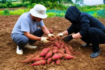 중부지방 고구마 수확시기 핵심 체크_5