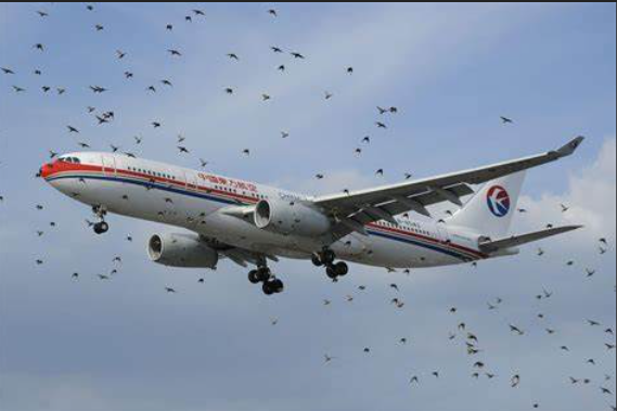 무안공항 제주항공 여객기 사고 버드스크라이크 뜻