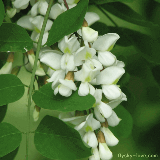 향긋한 아카시아꽃