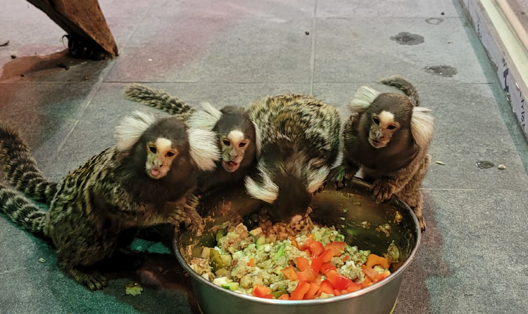 가평 신비동물원