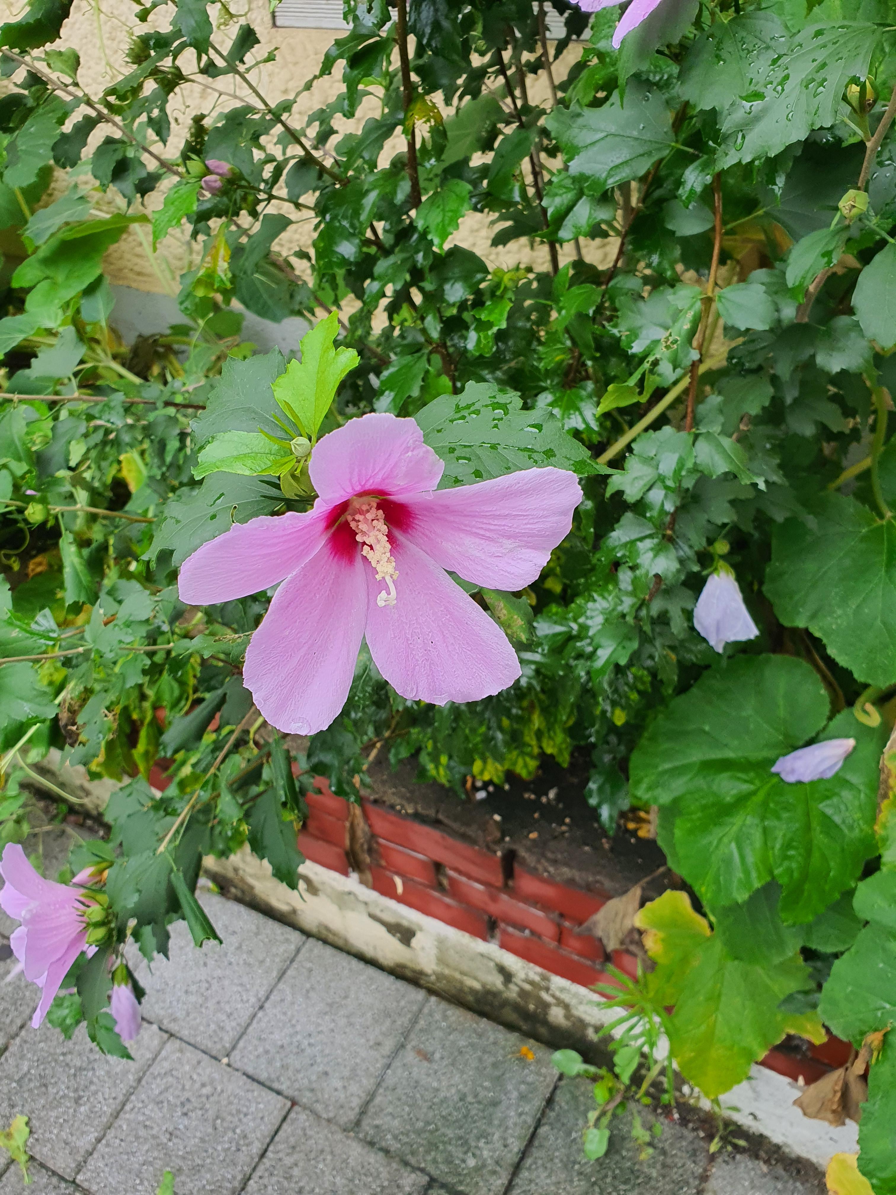 무궁화