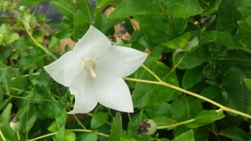 도라지꽃-피는시기-개화시기-꽃말-도라지-수확시기